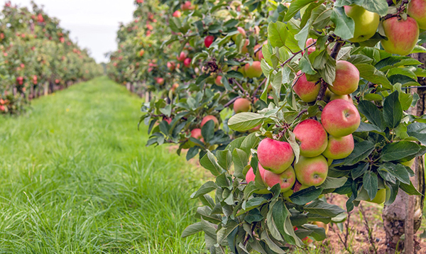 Apple picking in Orange County, New York