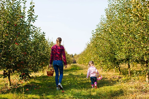 Apple picking in Orange County, New York