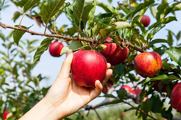 Apple picking in Orange County, New York